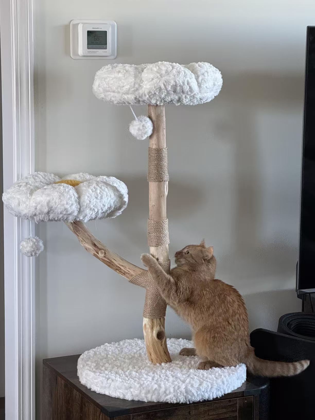 猫が遊ぶキャットタワー