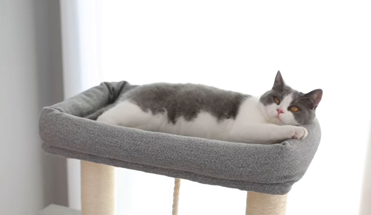 猫が眠るハンモック付きタワー